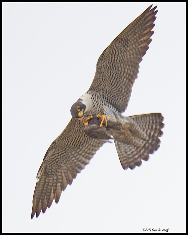 _4SB2826 peregrine falcon with prey .jpg